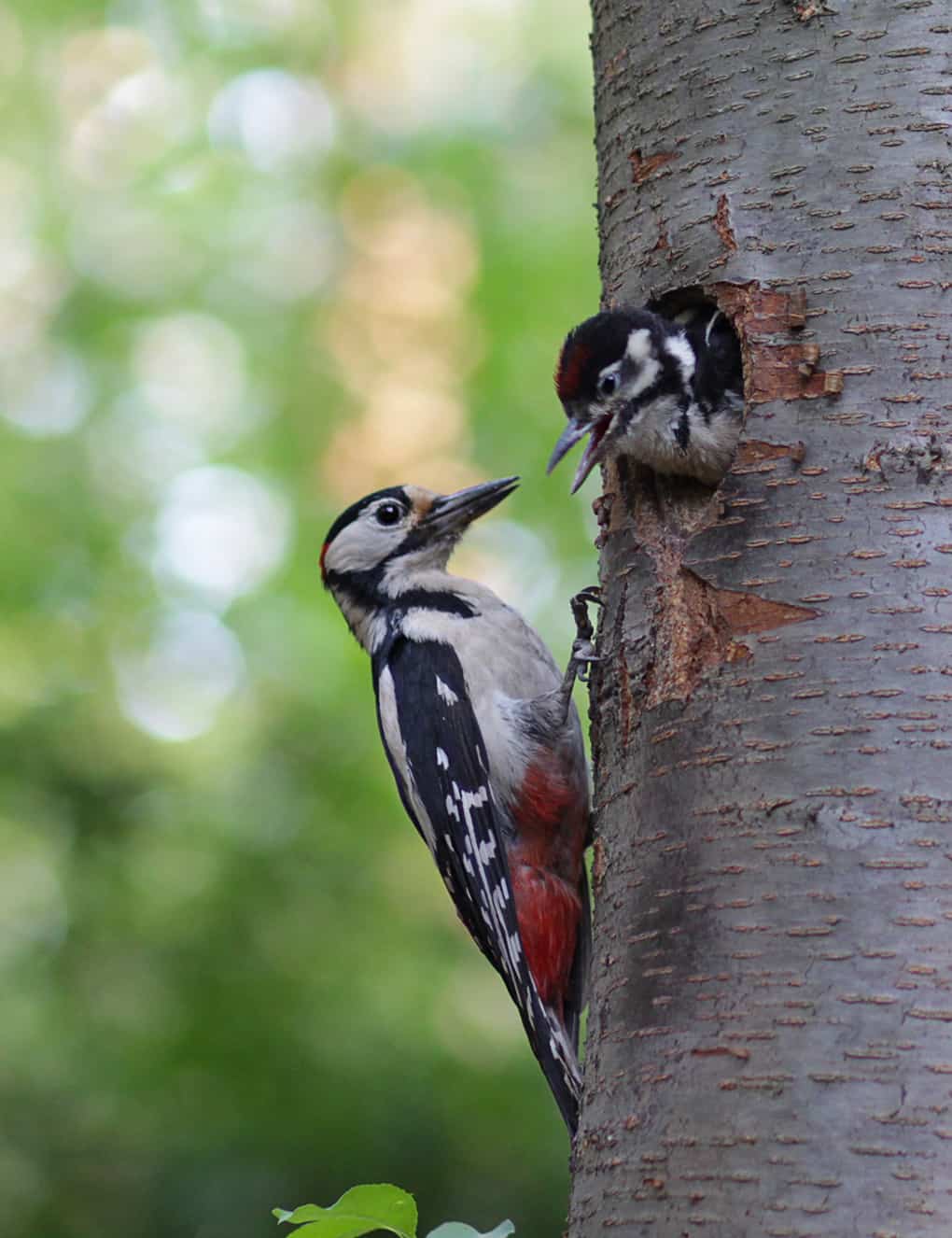 Woodpecker feeds the chick in the nest hollow. Birds